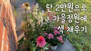 가심비 끝판왕 가을꽃 식쇼핑 | 지금 심어 서리 내릴때까지 보는 가을꽃 | 가을 가드닝 일상 | 안젤로니아 겹에키네시아 심기