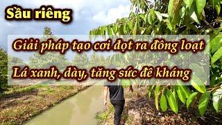 Giải pháp thúc cơi đọt sầu riêng ra đồng loạt, ngừa vàng lá, tăng đề kháng | 0939.051.123