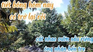 tiết bông sầu riêng hôm nay có lại rồi cắt nhao sầu riêng vườn ông nhân bến tre