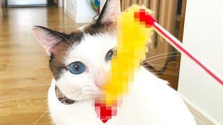 猫じゃらしに絶対猫向けじゃないとんでもない物付いてる件