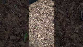 Kajari Melon and Sweet Passion Cantaloupe 1 week sprouts