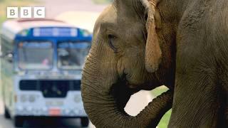 Elephant's clever trick for getting more snacks | Asia - BBC