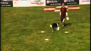 Purina IDC 2010 Finals - Yachi&Cisco