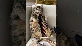 Cat Cake  #funny #funnyvideos #funnyvideo  #ai #cat #cats #cute #cutebaby #cutecat #funnycats