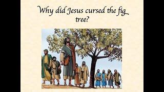 Why did Jesus curse the fig tree