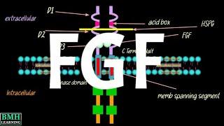 Fibroblast Growth Factor | FGF | Functions Of Fibroblast Growth Factor |