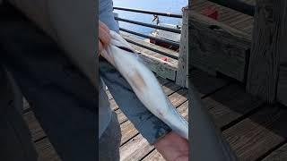 Juniors Striper! #fishing #fishingvideo #likeandsubscribe #funny #stripedbass #shorts #saltwater