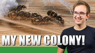 MY NEW 5 QUEEN LASIUS FLAVUS COLONY | Lasius Flavus Update #1 - Ant Holleufer