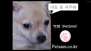 펫쌤 첫 댕댕이 의류 광고 인트로 #강아지옷 #애견의류 #댕댕이옷 #댕댕이의류 #강아지조끼