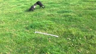 lurcher vs staff