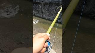 Japanese Catfish Fishing with Bamboo Rod #釣り #fishing #ナマズ #ナマズ釣り #catfish #多魚種アングラー