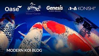 Modern Koi Blog #5975 - Einige von Konishis besten Sansai ziehen in den 200 000 Liter Traumteich