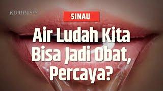 Tahukah Kamu, dalam Sehari Kita Bisa Menghasilkan 2 Liter Air Liur Lo!|SINAU