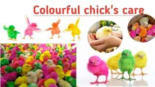 How I  take care of colourful chick's|| Colourfull chick's growth tips