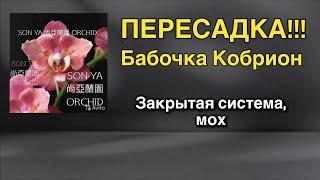 Взрослая орхидея меняет систему посадки и грунт!