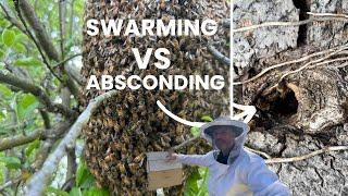 Swarming vs Absconding (what’s the difference)