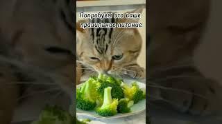 #Попробуем это ваше       правильное питание