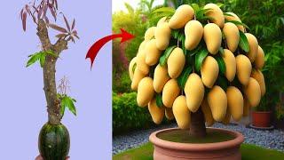 How to Growing Mango Tree And Avocado Fruit It's a new technique 100% success