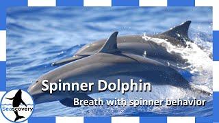 Marine animal who has acrobatics and aerial behaviours: The spinner dolphin (Stenella longirostris)