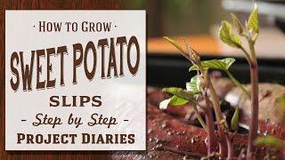 How to: Grow Sweet Potato Slips (A Complete Step by Step Guide)