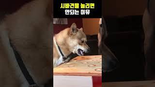 시바견을 절대 놀려서는 안되는 이유  #동물