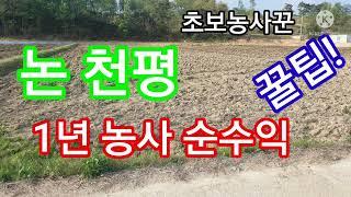 논천평 수익금 얼마?  /논농사 첫걸음/쌀농사 천평 수익금 계산해보자