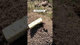 ANTS VS. BUTTER STICK [UNEXPECTED] #shorts