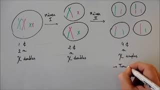 Méiose : déroulement