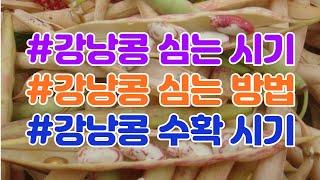 강낭콩 심는 시기 - 강낭콩 심는 방법 강낭콩 수확