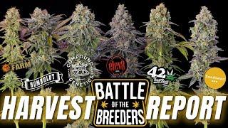 Harvest Report - 6 Strains - Battle Of The Breeders