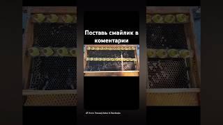 очередная прививка #пчеловодство #bee #workerbee #beekeeper #beefeater #пчелы #beekeeping #honey
