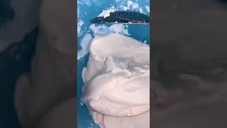 New non-newtonian fluid #experiment #shorts #scienceexperiment