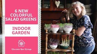 Indoor Salad Garden Part 2 | 6 New Colorful Greens You Can Grow in the House!