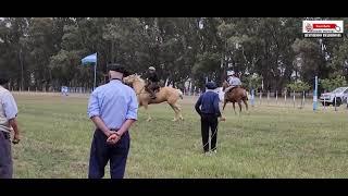 EXHIBICIÓN DE YERRA POR ESTANCIAS - FIESTA DE LAS LLANURAS - CORONEL DORREGO