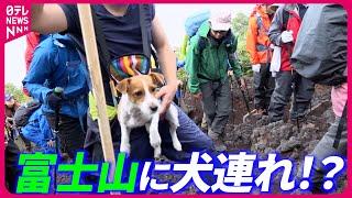 【外国人登山客急増】「山小屋の予約なし」マナー違反＆無謀な登山者を監視する富士山レンジャーに密着「富士山無謀登山の実態」『every.特集』