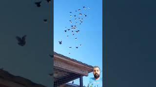 Ukrainian Skycutter Pigeons #shorts #trending