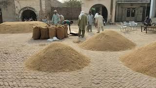 today paddy rates in ghallah mandi alipur chattha on Pasha tv 2