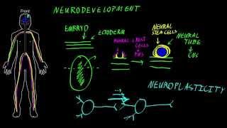 Neurodevelopment