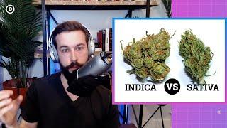 Indica vs Sativa: The Scientific Truth About Cannabis