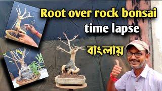 Root over rock bonsai plant time lapse  রুট ওভার রক বনসাই একদম শুরু থেকে ফাইনাল টব পর্যন্ত।।