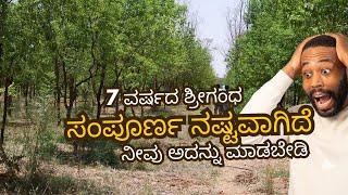 Sandalwood farmers are failing in Karanata !! #farming #agriculture #whitesandalwood