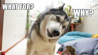 Talking Husky Has A LOT Of Questions!