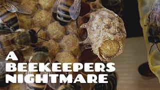 What the Hell is That!? Strangest Beehive Inspection EVER! Aussiebeekeeping 1-6-23 #bees