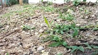 FROG JUMP IN SLOW MO