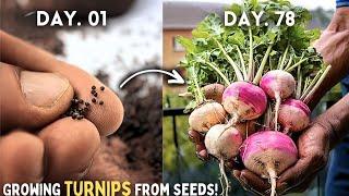 How to Grow Turnips From Seeds Step by Step? (With UPDATES*)