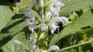 Impollinazione Salvia radula ai Giardini Botanici Hanbury 3/3