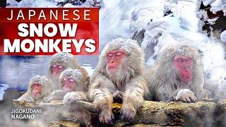 Japanese Snow Monkey Hot Spring Experience | Nagano  ONLY in JAPAN