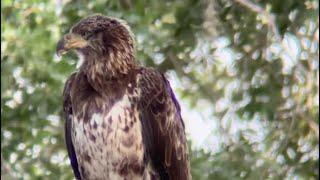 SWFL Eagles- Visitor At The Oak Tree Office #baldeagle #m15 #swfl #E23