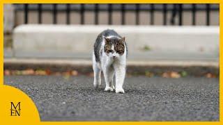 Why Larry the Cat has some competition on Downing Street