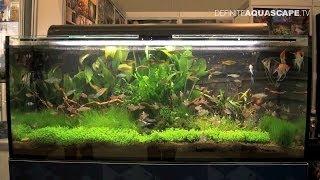 Aquarium ideas from InterZoo 2014 (pt.24) - Petra-Aqua, Aquadeco